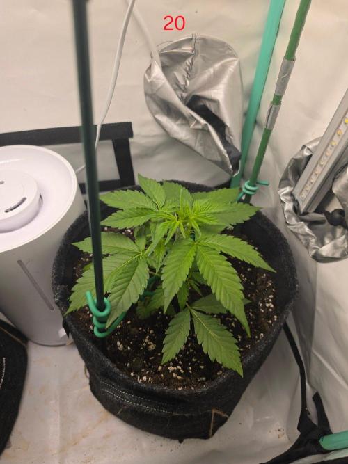 FB auto cookies. Week 3