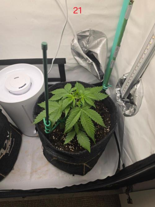 FB auto cookies. Week 3