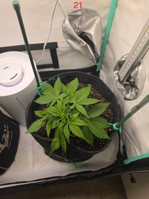 FB auto cookies. Week 3