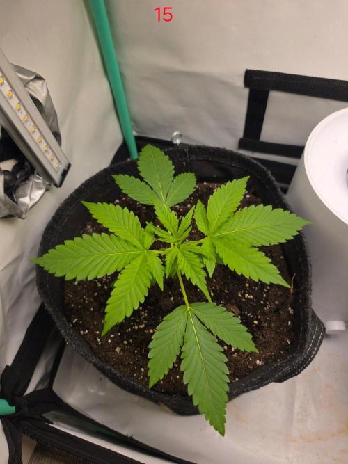 FB banana. Week 3