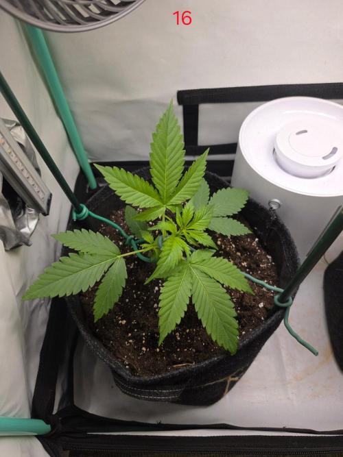 FB banana. Week 3