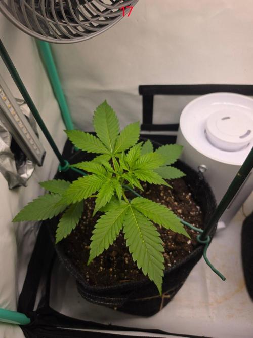 FB banana. Week 3