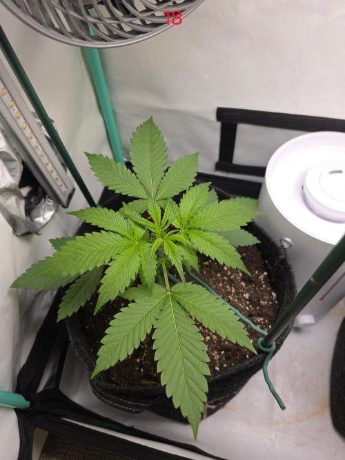 FB banana. Week 3