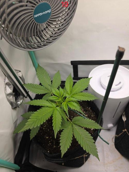 FB banana. Week 3