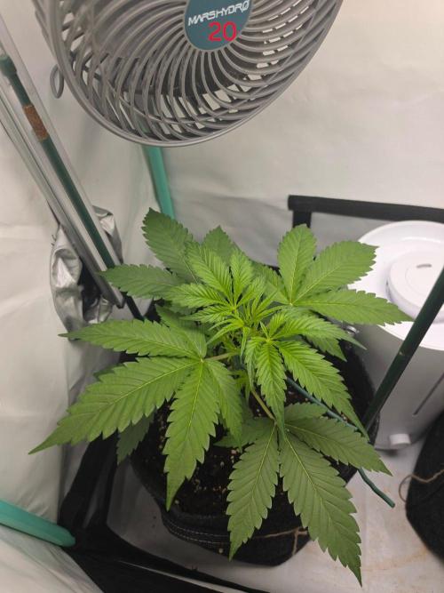 FB banana. Week 3
