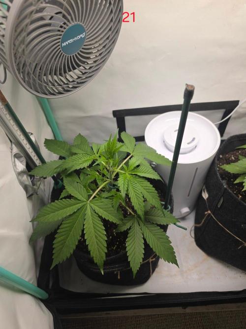 FB banana. Week 3