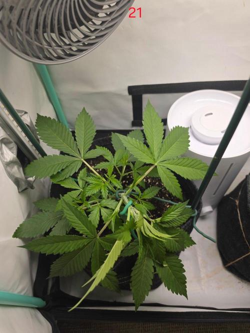 FB banana. Week 3