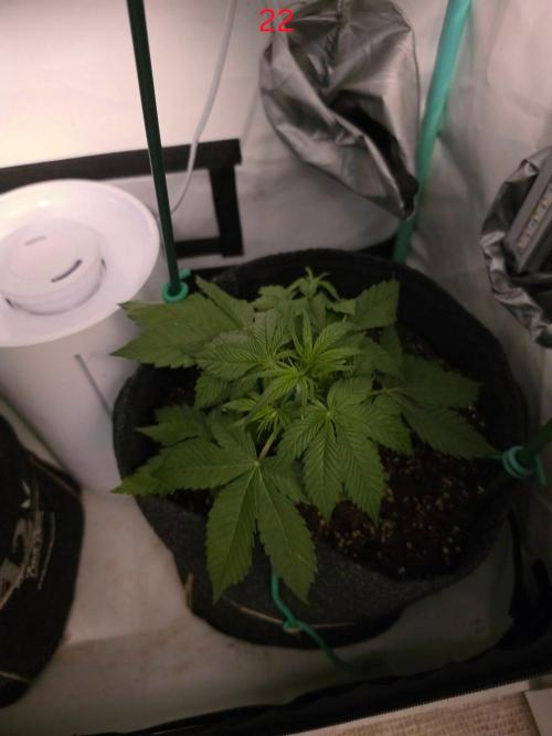 FB auto cookies. Week 4