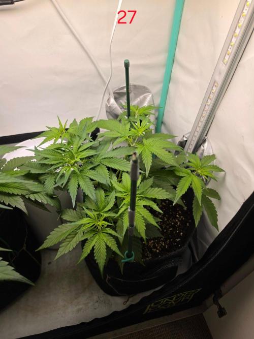 FB auto cookies. Week 4