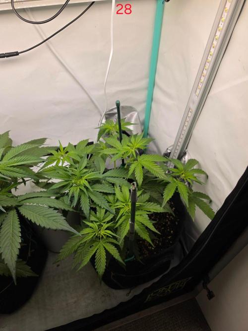 FB auto cookies. Week 4
