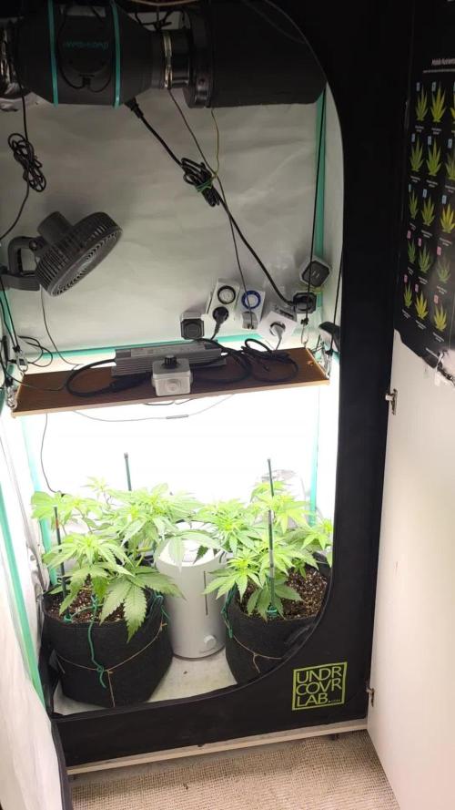 FB auto cookies