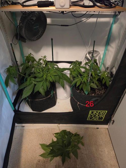 FB banana. Week 4