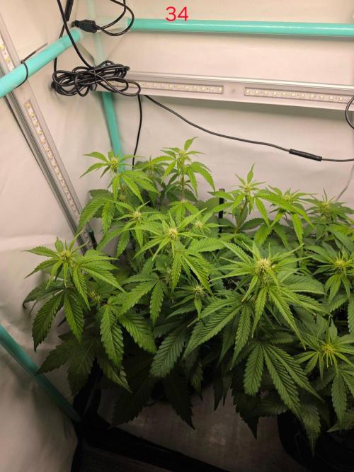 FB banana. Week 5