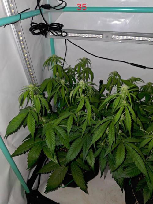 FB banana. Week 5