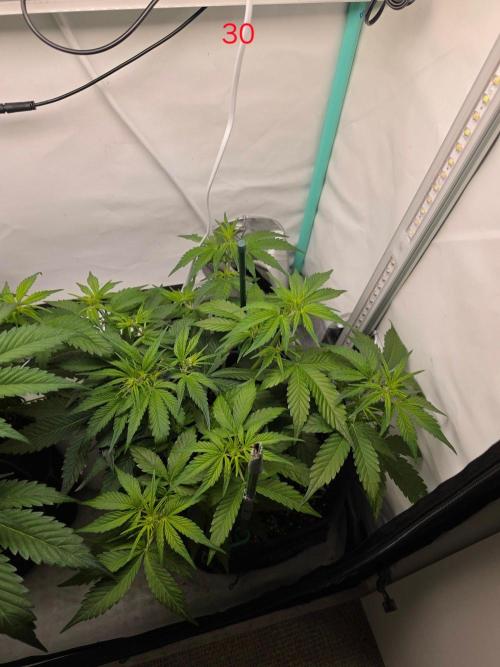 FB auto cookies. Week 5