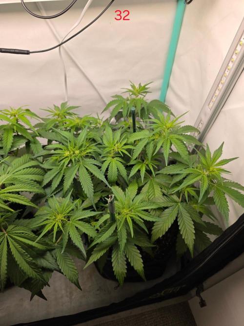 FB auto cookies. Week 5