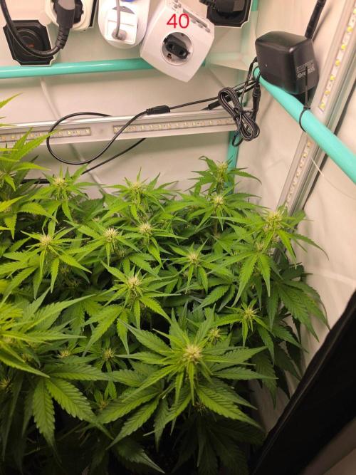 FB auto cookies. Week 6