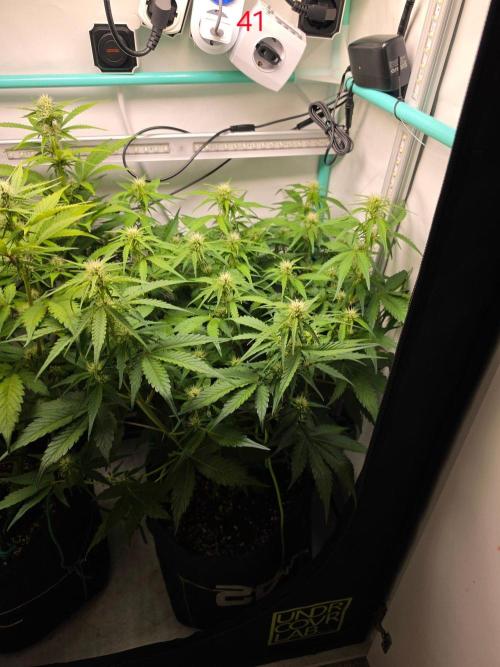 FB auto cookies. Week 6