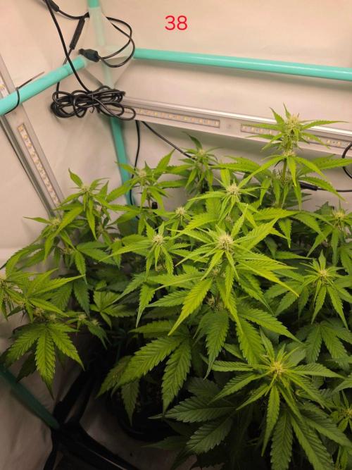 FB banana. Week 6