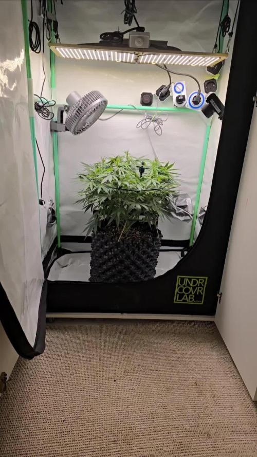 Ganja Farmer-skywalker 2.0