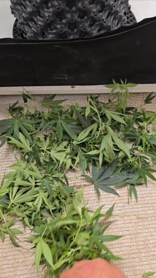 Ganja Farmer-skywalker 2.0