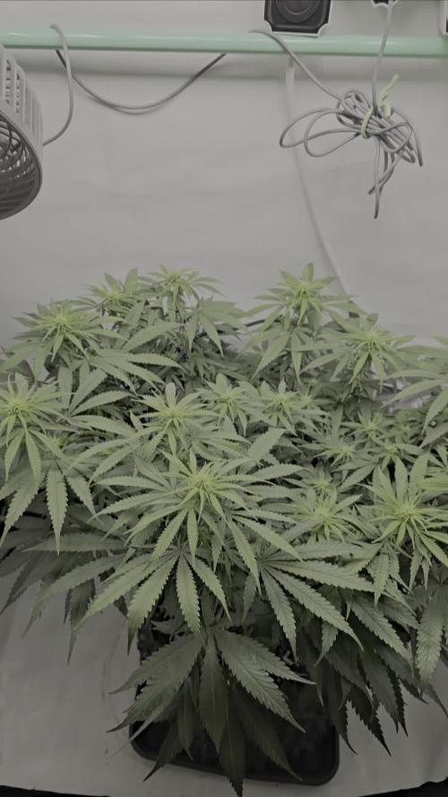 Ganja Farmer-skywalker 2.0