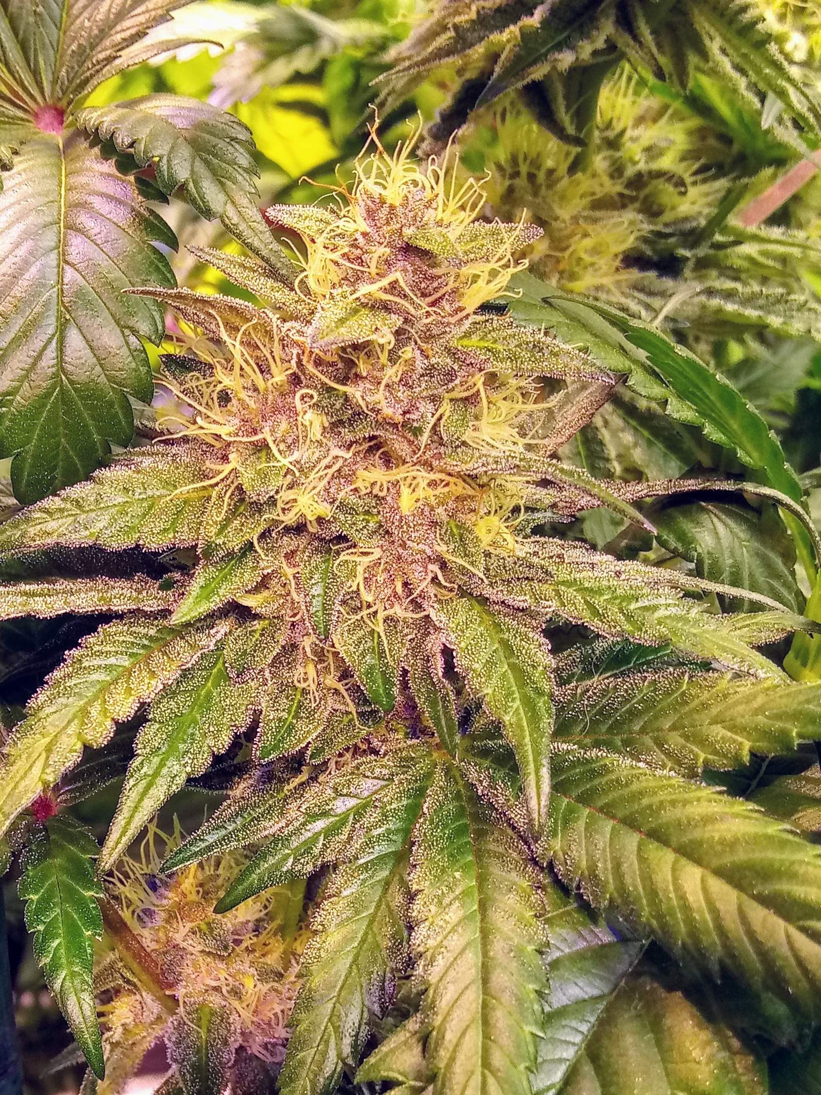 Solfire Gardens Gelly Biscuit, Solfire Gardens Purple Marmalade, ETHOS