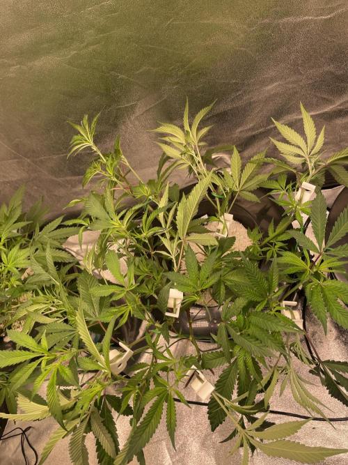 ReRun. Week 4 - Velvet Moon