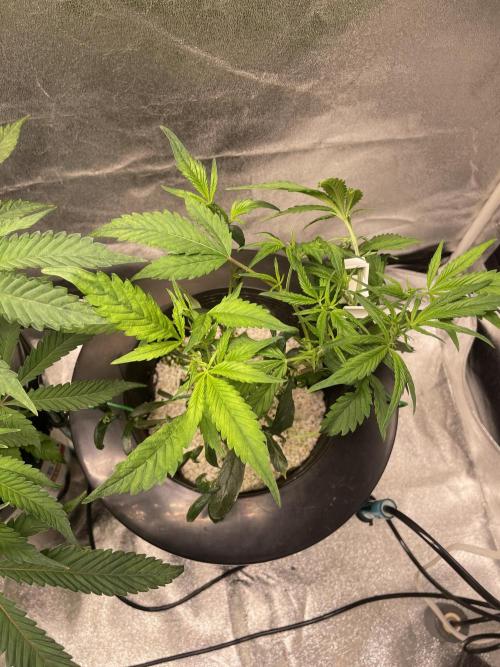 ReRun. Week 4 - BlackMuffin