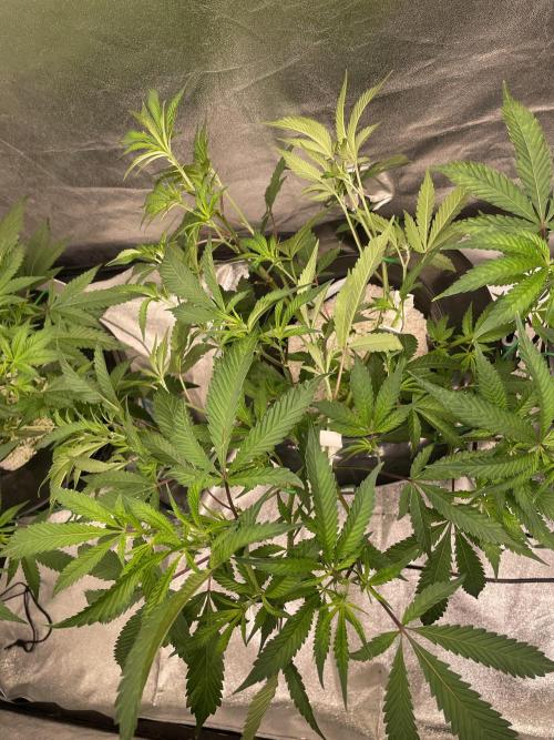 ReRun. Week 4 - VelvetMoon