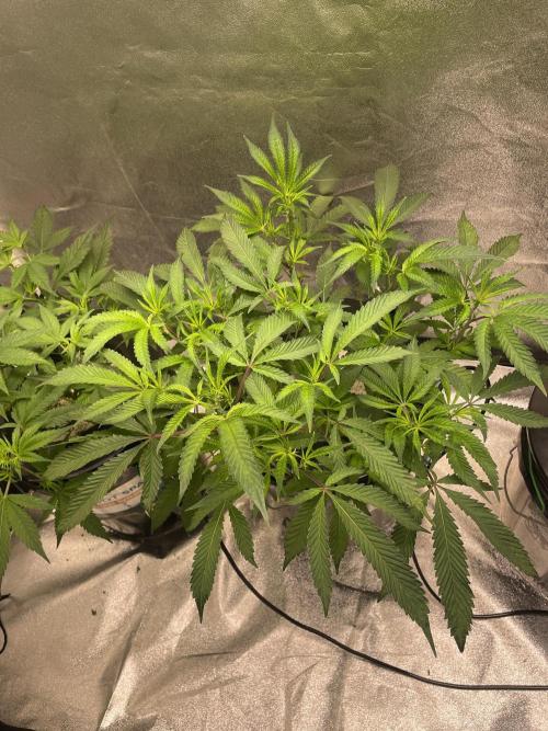 ReRun. Week 4 - VelvetMoon