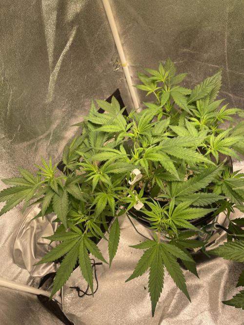 ReRun. Week 4 - BlackMuffin