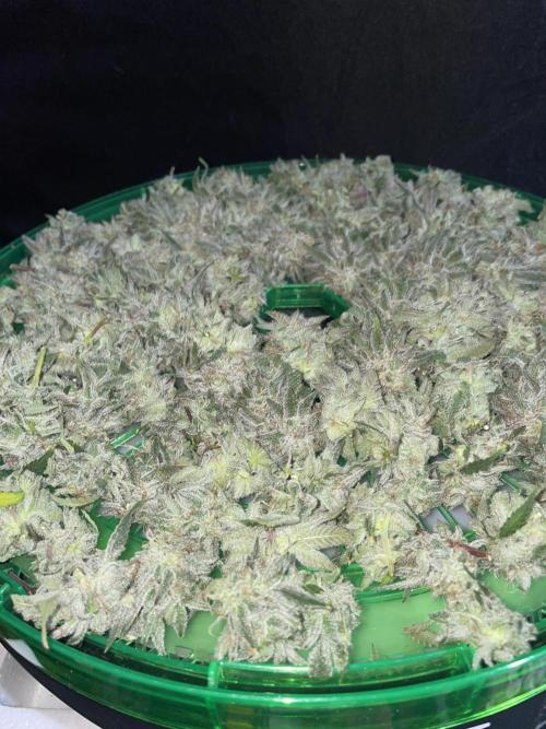 NewRun. Week 14 - Loaded in the herbsnow dryer