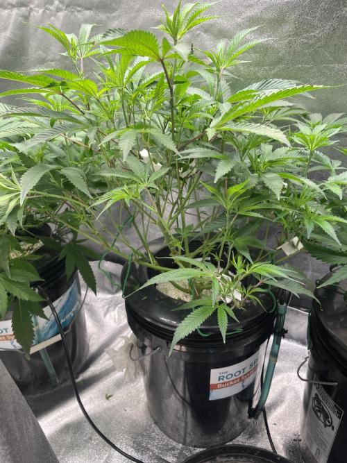 ReRun. Week 5 - VelvetMoon