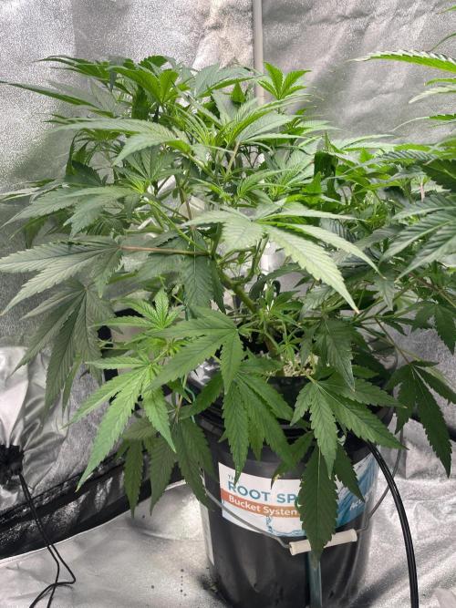 ReRun. Week 5 - BlackMuffinF