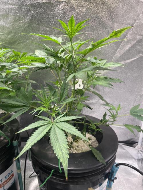 ReRun. Week 5 - BlackMuffinF