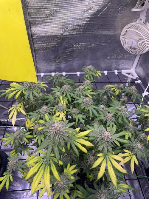 NewRun. Week 14 - VelvetMoon