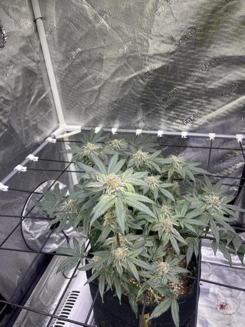 NewRun. Week 14 - VelvetMoon