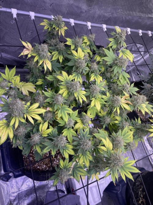 NewRun. Week 14 - GelatoDream