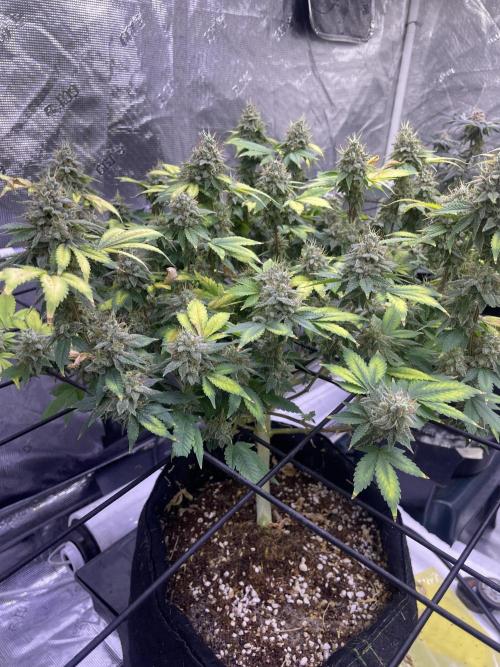 NewRun. Week 14 - GelatoDream