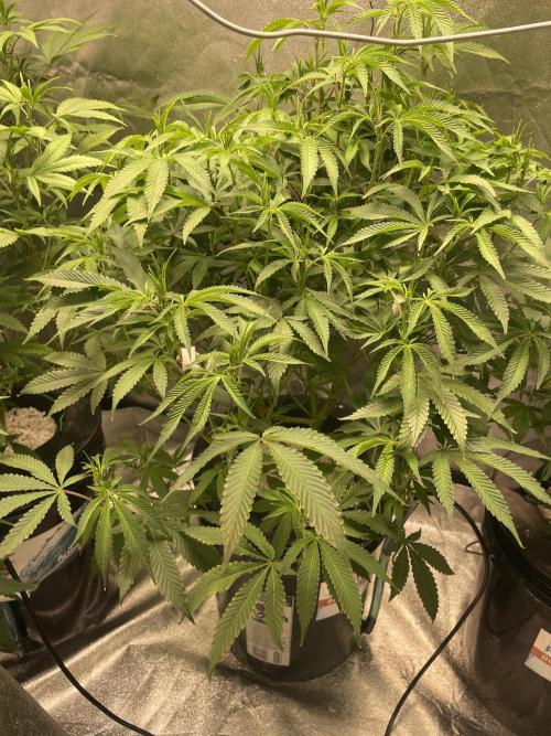 ReRun. Week 6 - VelvetMoon