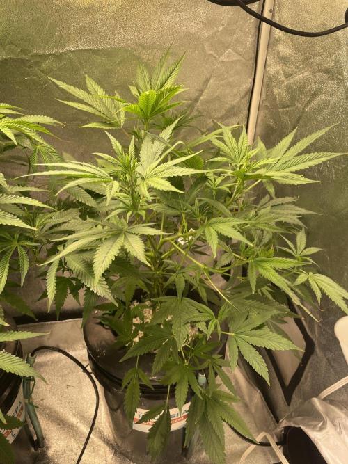 ReRun. Week 6 - BlackMuffinF