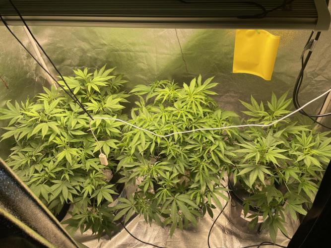 ReRun. Week 6 - Full view