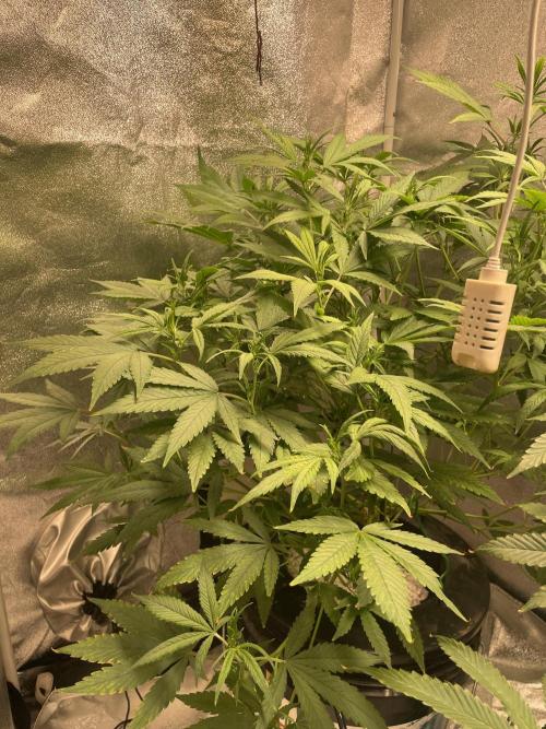 ReRun. Week 6 - BlackMuffinF