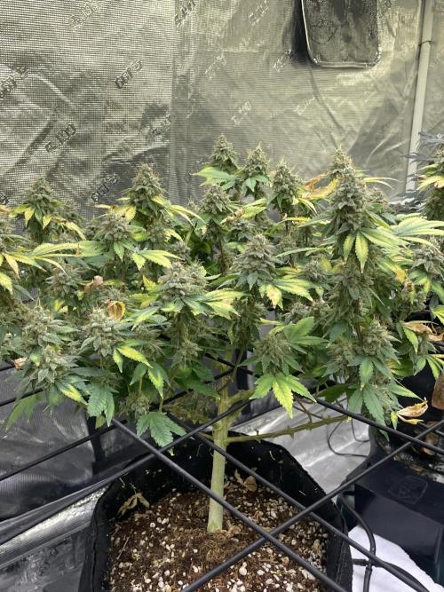 NewRun. Week 15 - Gelato Dream