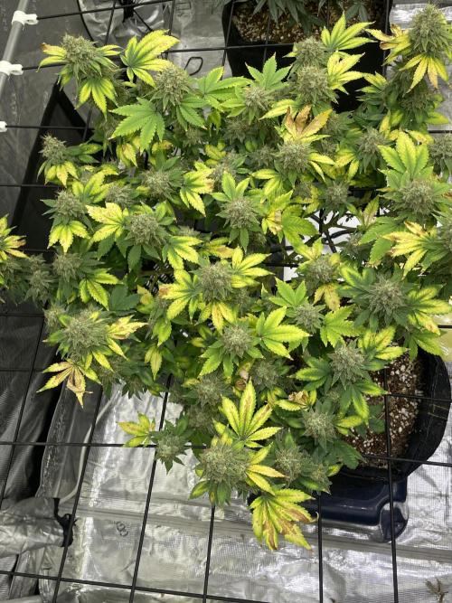 NewRun. Week 15 - Gelato Dream