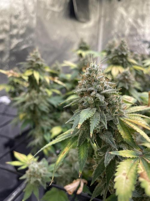 NewRun. Week 15 - Gelato Dream