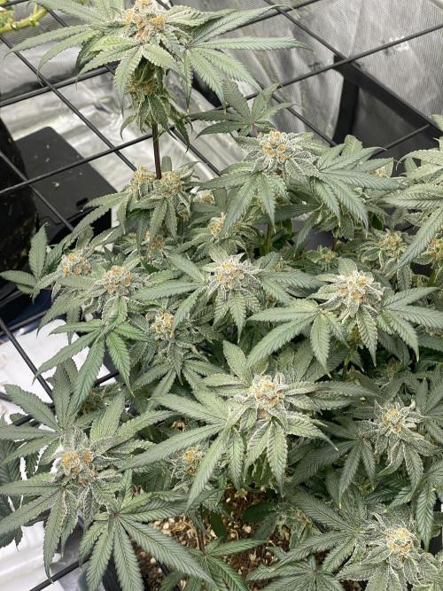 NewRun. Week 15 - Velvet Moon