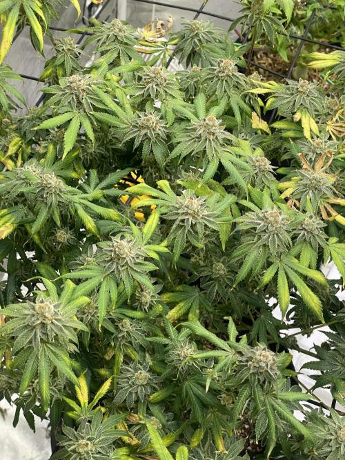 NewRun. Week 15 - Velvet Moon