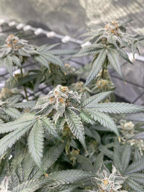 NewRun. Week 15 - Velvet Moon